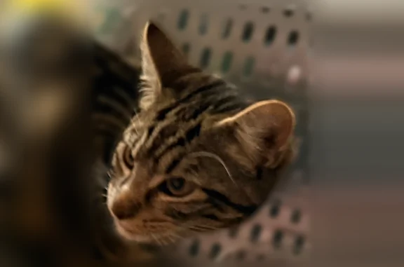 Noir et marron. Yochi est très sociable, il va très facilement vers les gens. Il s’est enfuit sur l’aire de Broceliande N 24 car il a été effrayé par les bruits. Je pense qu’il est resté cacher sur cette aire mais impossible de le trouver en pleine nuit