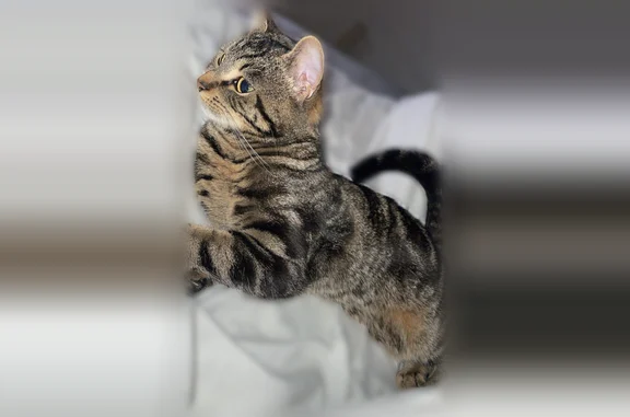 Perdu chat femelle, Allée des Bouleaux, Harnes - peureuse, sans collier rose - photo