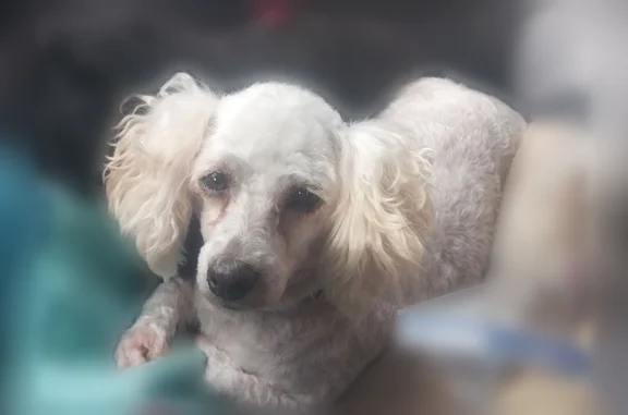 Lost dog, Wilcox Road, 631, North Corbin - female, 3 adult poodles with leashes attached - photo