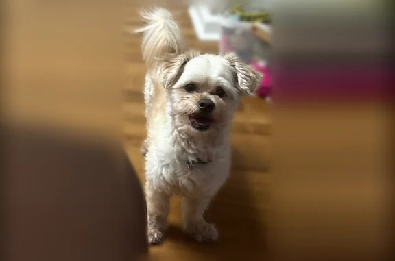 Lost dog, North 41st Street, 879, Philadelphia - friendly male - photo