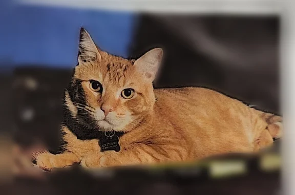 Lost cat, Amboy Road, 15, White Horse - orange tabby - photo