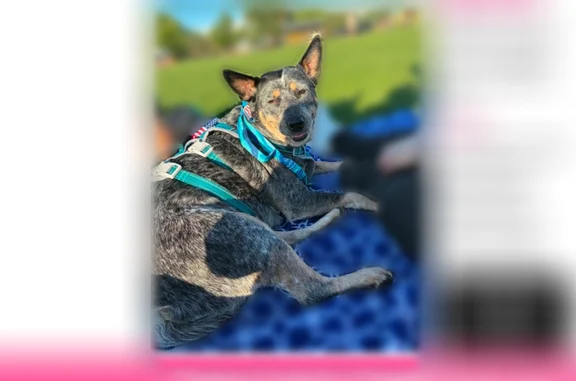 Lost dog, Livonia, Michigan, Livonia - very timid, seen near the tree line of the park and the cemetery - photo