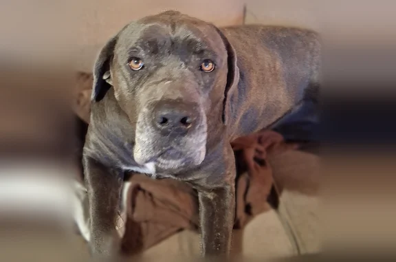 Missing dog Roanoke, photo: Lost dog, Evan Lane, 3741, Roanoke - female, blue brindle, slight limp