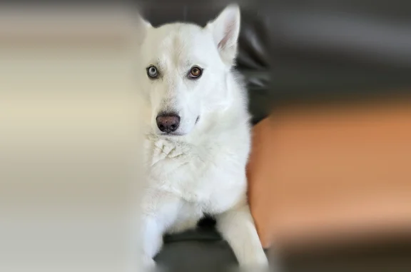Lost dog, Southwest 27 Court Road, 14766, Ocala - male husky with heterochromia - photo