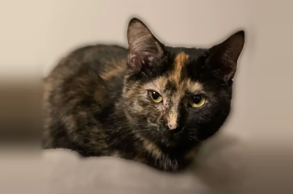 Missing cat Lakeville, photo: Lost cat, 207th Street West, 9930, Lakeville - female spayed tortoiseshell, split face coloring