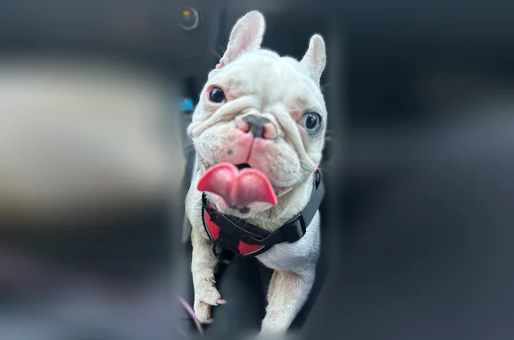 Lost dog, James Garfield Street, Manor, Austin - small female - photo