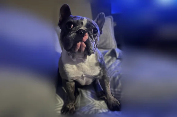 Lost dog, James Garfield Street, Texas, Austin - male - gray spots, white chest - photo