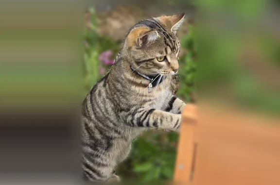 Hello On a perdu notre petit chat Toune vendredi 19 juin dans le quartier de Quizac. Il est très câlin et adore suivre les gens et rentrer dans leurs maisons. En principe il a un petit collier avec un pendentif où il y a nos numéros. Si vous le voyez pouvez vous nous contacter au 0652662551 ou au 0682649440. Merci beaucoup