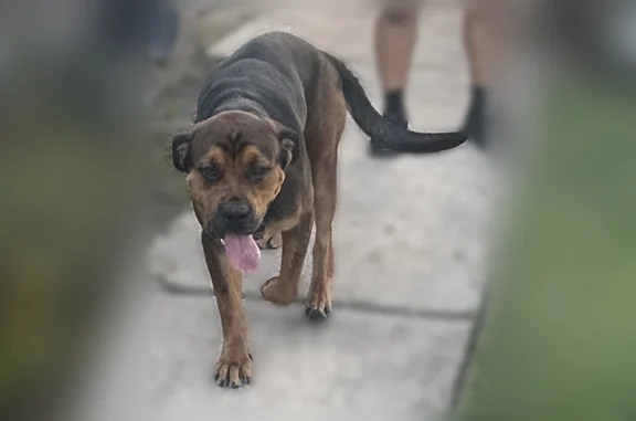 Found dog Houston, photo: Found dog, West Bellfort Street, 11411, Houston — male, very thin, no collar