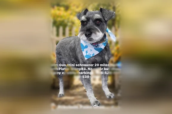 Lost dog, Weems Road, 15801, Stapleton — male miniature schnauzer, dark grey with white eyebrows and beard - photo
