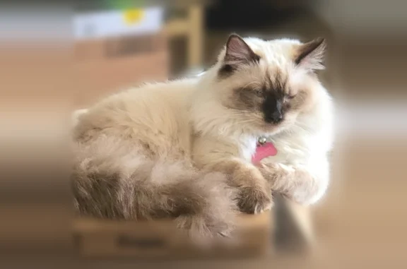 Missing cat Albuquerque, photo: Missing cat Male, Albuquerque (usl541223)
