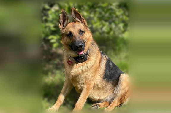 Missing dog Taylor, photo: Lost dog, South Park Avenue, 7757, Taylor - female, black and tan, orange collar