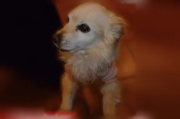 Missing dog Indio, photo: Lost dog, Lonesome Dove Road, 83345, Indio - small with curly long tail