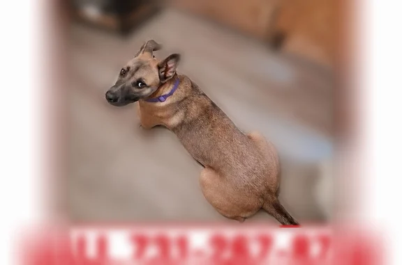 Missing dog Pinson, photo: Lost dog, U.S. 45, 3820, Pinson, Milwaukee - female, purple collar