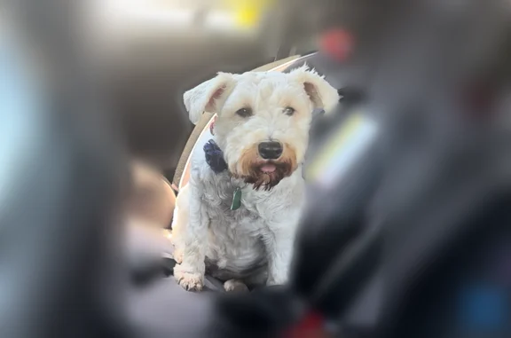 Lost dog, Lavern Street, 2714, Bryant - female — white with a pink collar - photo