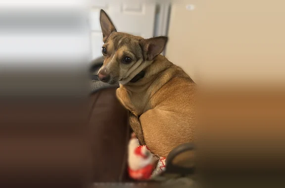 Lost dog, Lavern Street, 2714, Bryant — brown dog with a red collar and rabies tag - photo