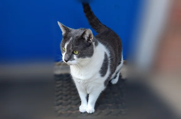 Lost cat, West Brookside Street, 604, Colorado Springs - female, gray and white short hair - photo