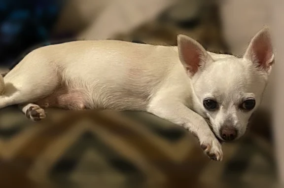 Missing dog Arlington, photo: Lost dog, female, Lakeside Drive, 531, Duncanville, Arlington - tiny white chihuahua with a black spot on her back
