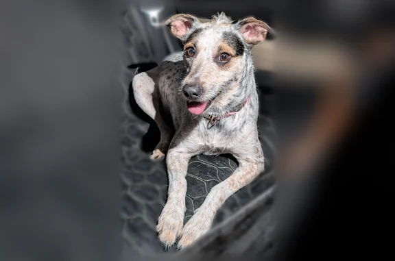 Black/white female dog, very friendly.