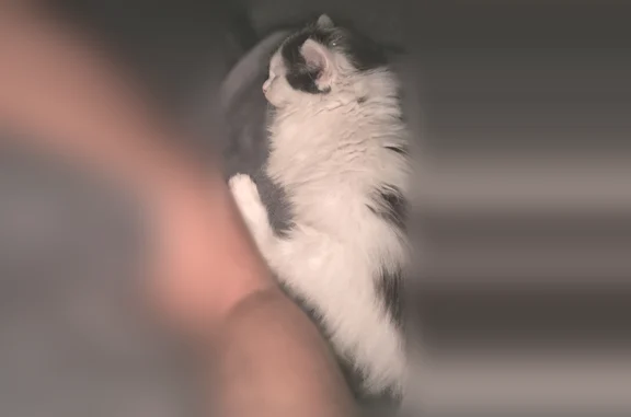 Bonjour, notre chaton a disparu le 27/06/2026. Elle s'appelle cerise, elle est super dynamique et aventureuse. Nos enfants sont super triste. Merci de nous contacter.
