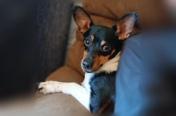 Lost and found pets Santa Rosa, photo: Found dog, Anteeo Way, 299, Santa Rosa