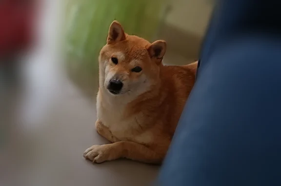 Perdu chien femelle, Vitré — petite shiba inu rousse - photo