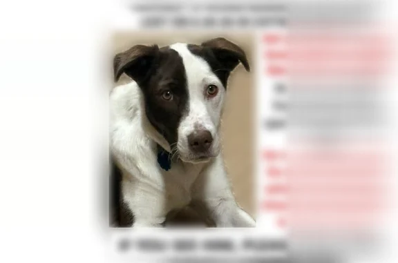 Lost dog, Glendenning Road, 9475, Cottage Grove, Arlington - white with brown patches, blue collar - photo