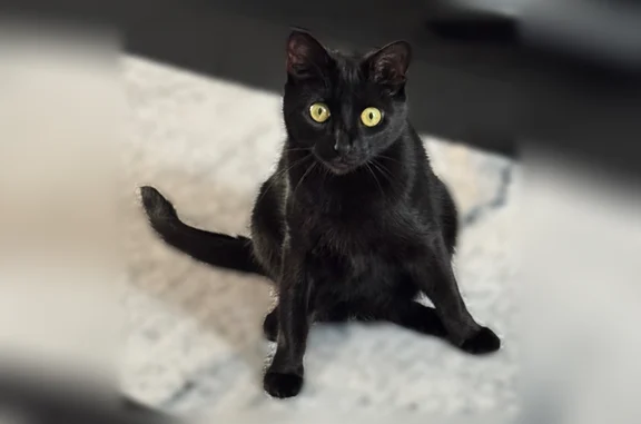 Lost cat, Canterford Lane, 5323, Virginia Beach — female, shy, indoor cat - photo