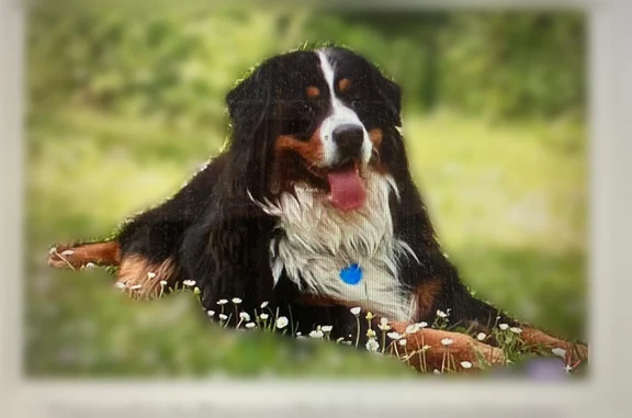 Chien perdu mâle, Le Village Roquetaillade, 1, Roquetaillade-et-Conilhac, Cournanel - bouvier bernois - photo