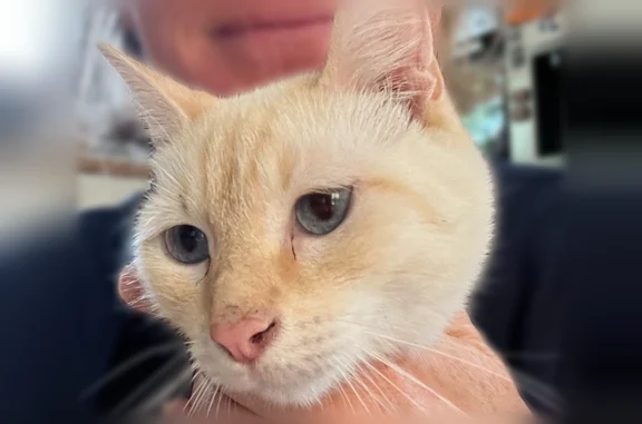 Chat perdu, Clérieux, photo: Chat perdu mâle, Rue des Cottines, 7, Marsaz, Izeaux - petit, blanc avec le visage et la queue rousses