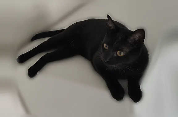 Animaux perdus et trouvés Paris, photo: Chat perdu, femelle, Rue du Rendez-Vous, 78, Paris — petite chatte noire pucée et stérilisée