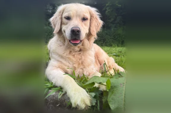 Chien perdu, Plumaudan, Yvignac-la-Tour - femelle golden retriever craintive - photo
