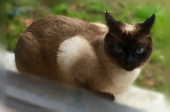 Chat perdu, femelle, Rue Jules Hardouin-Mansart, Saint-Nazaire - siamoise de 8 ans - photo