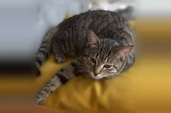 Chat perdu, Paris, photo: Chat perdu femelle, Route de la Reine, 113, Boulogne-Billancourt, Paris - yeux marrons, allure de lynx