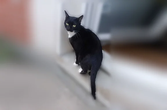 Chat perdu mâle, Avenue Roger Salengro, 104, Châtenay-Malabry, Paris - noir avec bout des pattes blancs - photo