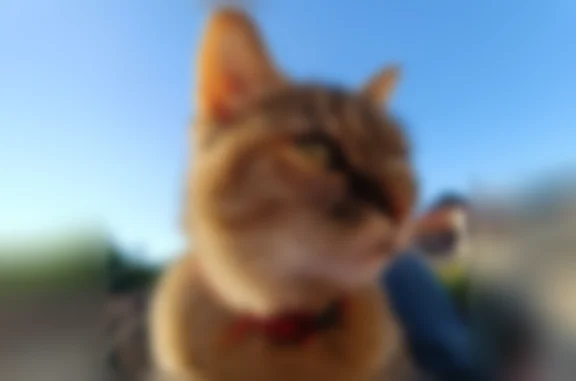 Chat perdu, Montauban, photo: Chat perdu femelle, Rue de Palisse, 46, Montauban - chatte de type européen, écaille de tortue