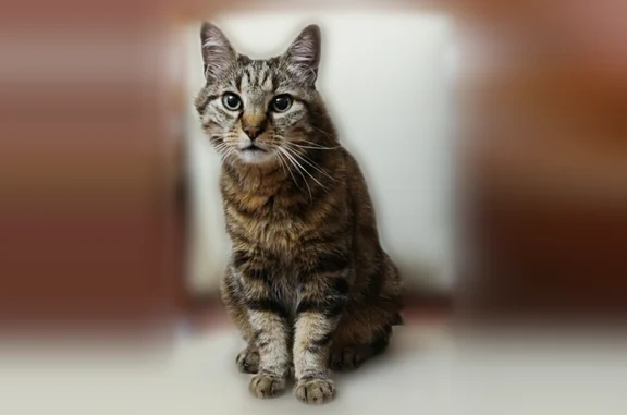 Les yeux bleus et verts, tigré gris et miel.Il a l'air pas très sûre de lui, un peu craintif, et garde souvent les pattes avec les griffes sortis.Le chat assez léger par rapport au poids.