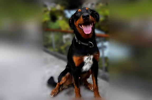 Chien disparu Garçon, Jassans-Riottier (fl596430) - photo
