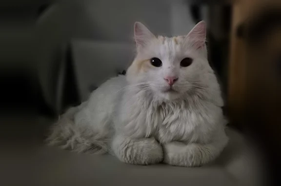 Chat perdu mâle, Rue des Combattants, 18, Le Grau-du-Roi, Paris - tache rouge au visage et à la queue - photo