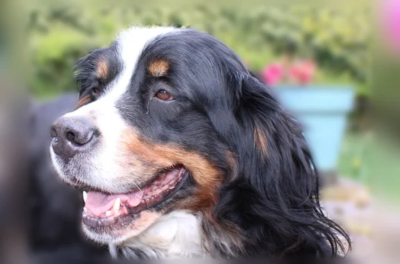 Chien perdu femelle, Résidence la Madeleine, 16, Chevreuse - Bouvier Bernois - photo