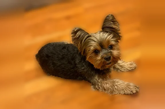 Lost dog, Bennett Avenue, 1, New York, Manhattan - male - photo