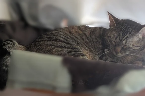 Chatte tigrée européenne grise, petite de gabarit, elle est tombée du balcon 2é étage...
