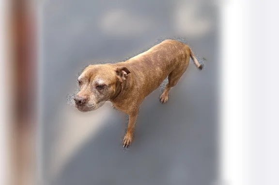 Found dog Jacksonville, photo: Found dog, Western Way, 8743, Jacksonville - female, reddish brown brindle with some white on chest