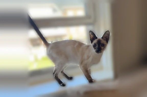 Lost cat, female, Melrose Street, 225, Buffalo - very small, 6 months old, shy - photo