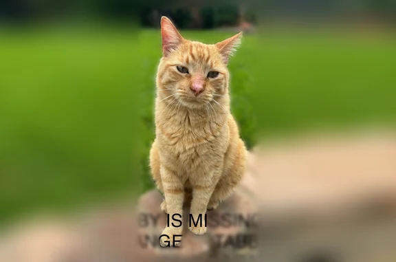 Lost cat, Chipwood Court, 899, Euless - male, irritated nose from insect bites - photo