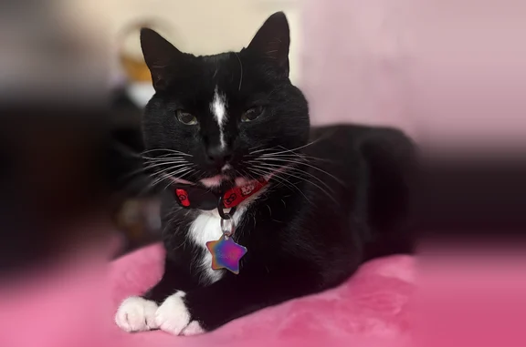 Lost cat, Norfen Road, 4408, Baltimore Highlands — male, tuxedo with a white stripe on face - photo