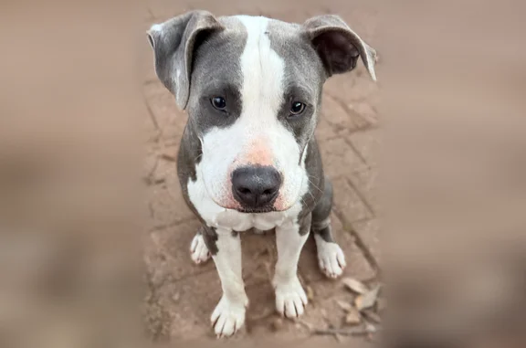 Lost dog, Simpson Street, 495, Benton - male, tagged and collared - photo
