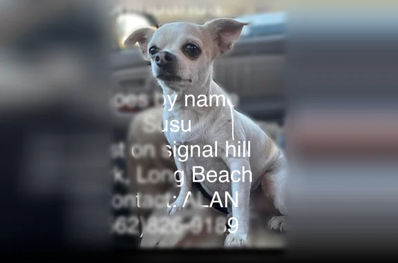 Lost dog, Cherry Avenue, 2175, Signal Hill - female, white with brown spots - photo