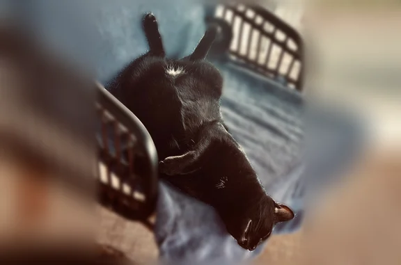Lost cat, Las Brisas Way, Jacksonville — male, black Bombay mix - photo