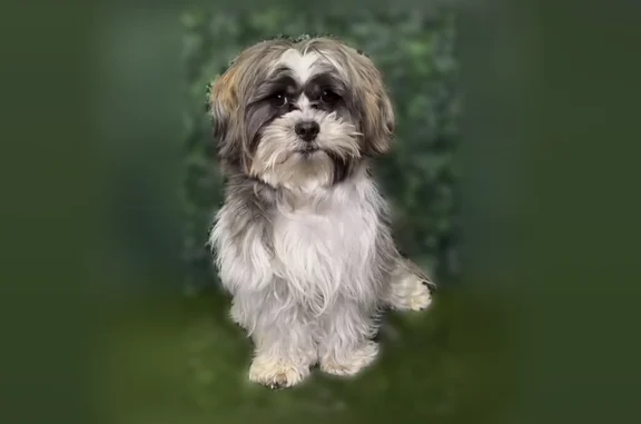 Lost dog, Hale Street, 2950, Philadelphia - photo
